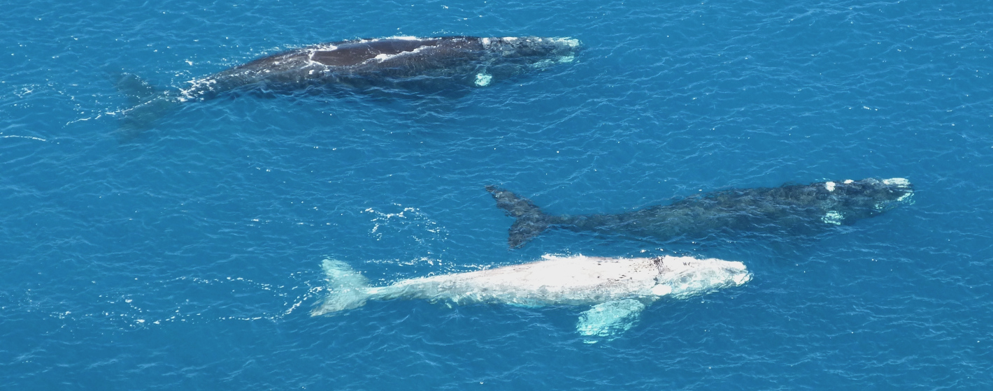 Southern Right Whales in Encounter Bay